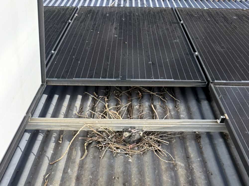 solar panel pigeon damage